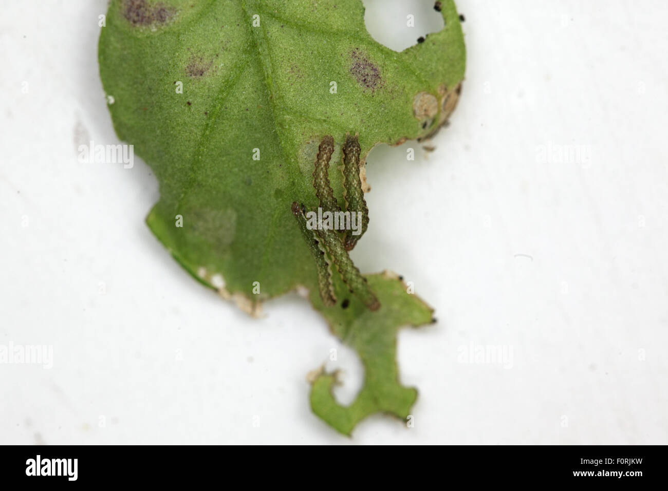 Lacanobia oleracea Bright line Brown eye Young caterpillars om Tomato leaf Stock Photo