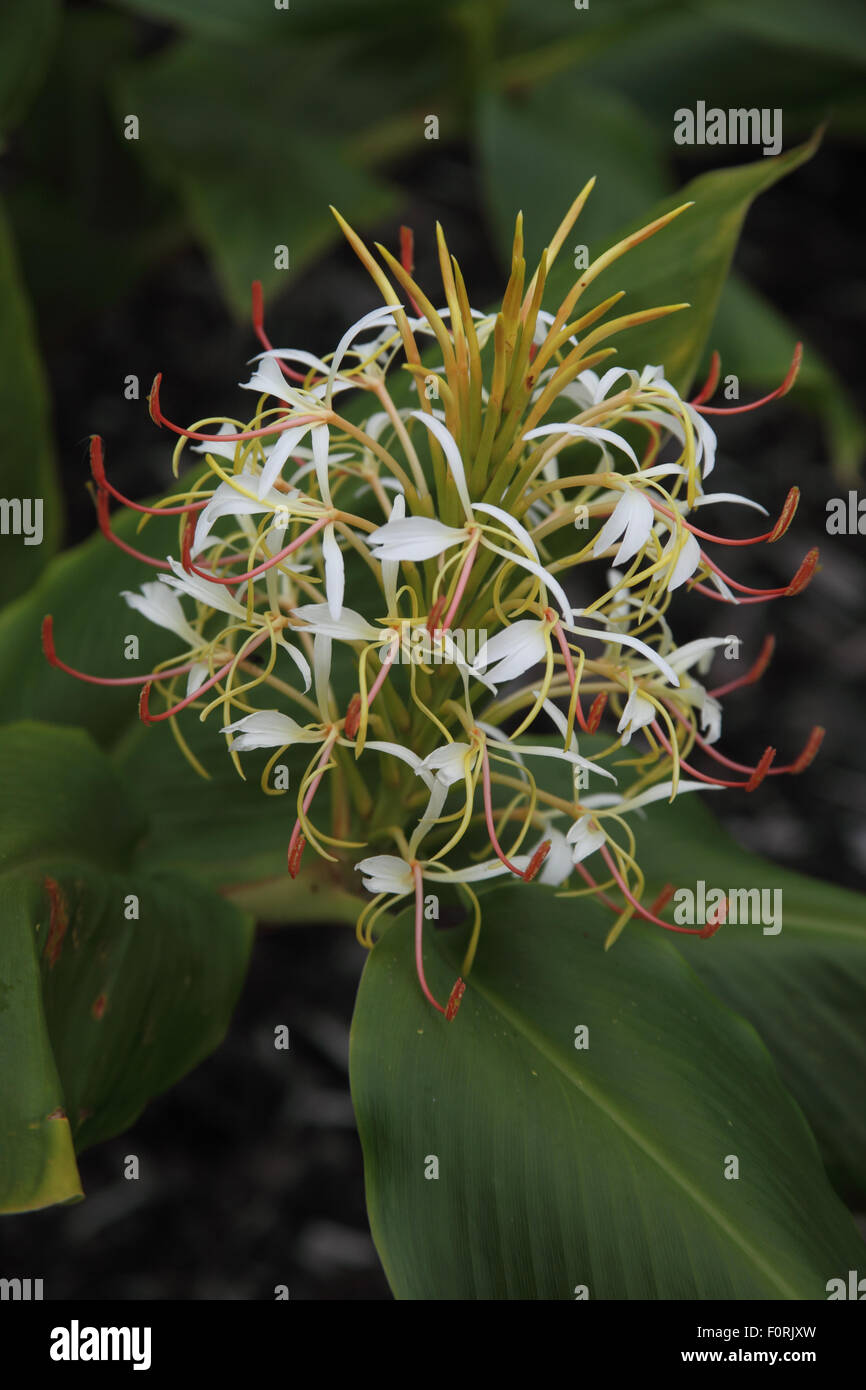Hedychium yunnanense close up of flower Stock Photo