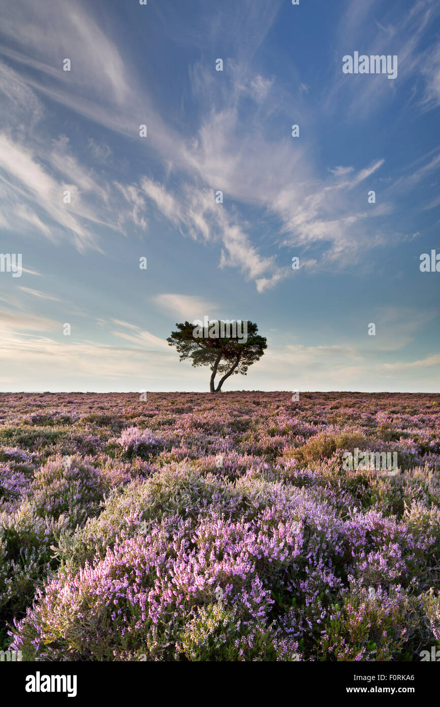 Lone tree and heather in bloom on Wheeldale Moor, The North Yorkshire Moors, England, August 2015 Stock Photo