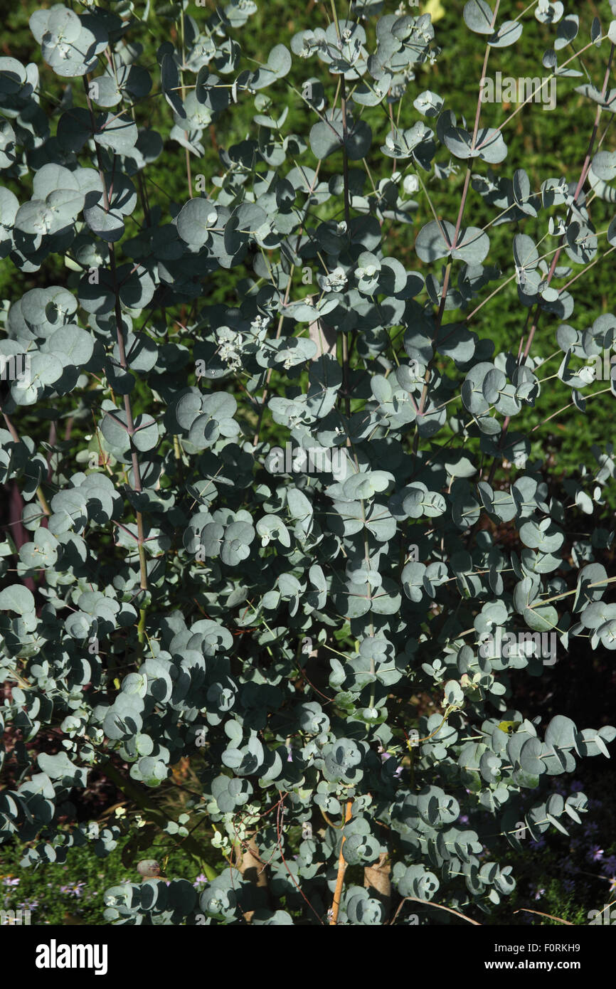 Eucalyptus gunnii close up of tree Stock Photo