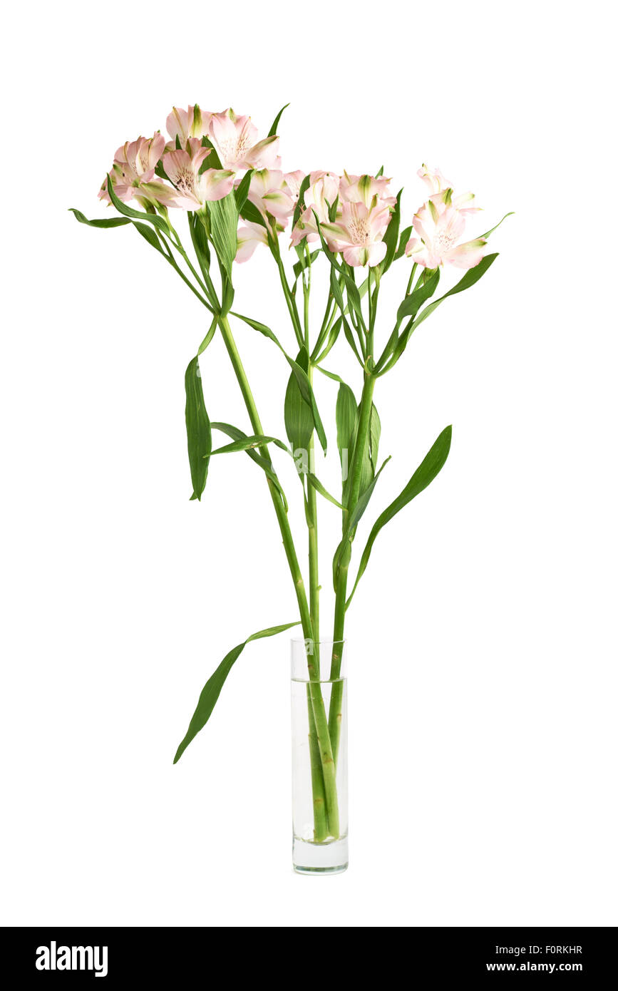 Alstroemeria flowers in a vase Stock Photo Alamy