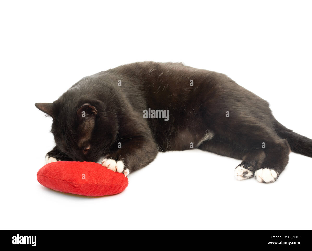 Cat biting tail Cut Out Stock Images & Pictures Alamy