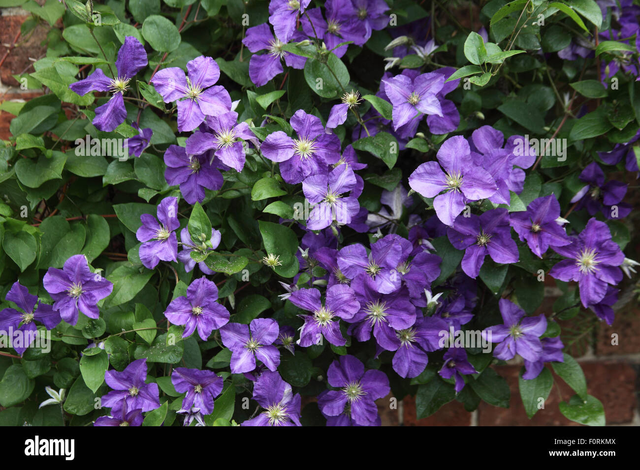 Clematis 'Etoile Violette' plant in flower Stock Photo
