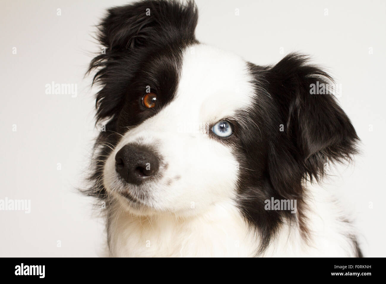 Border Collie Head Stock Photos Border Collie Head Stock Images