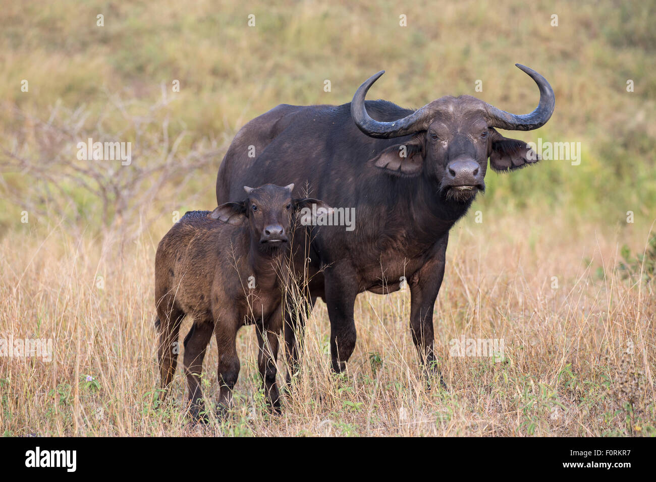 Cape buffalo (Syncerus caffer) cow with calf, Kruger National Park Stock  Photo - Alamy