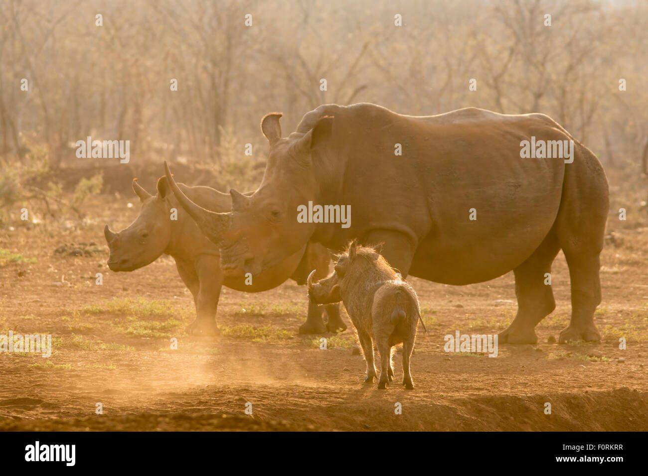 Warthog (Phacochoerus aethiopicus) with white rhino (Ceratotherium simum), Zimanga game reserve, KwaZuiu-Natal, South Africa Stock Photo