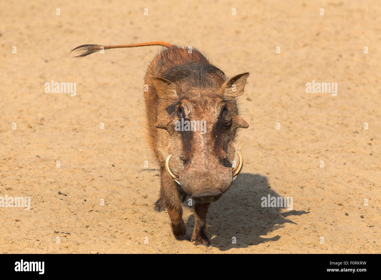 Warthog (Phacochoerus aethiopicus), Mkhuze game reserve, KwaZuiu-Natal, South Africa, June 2015 Stock Photo