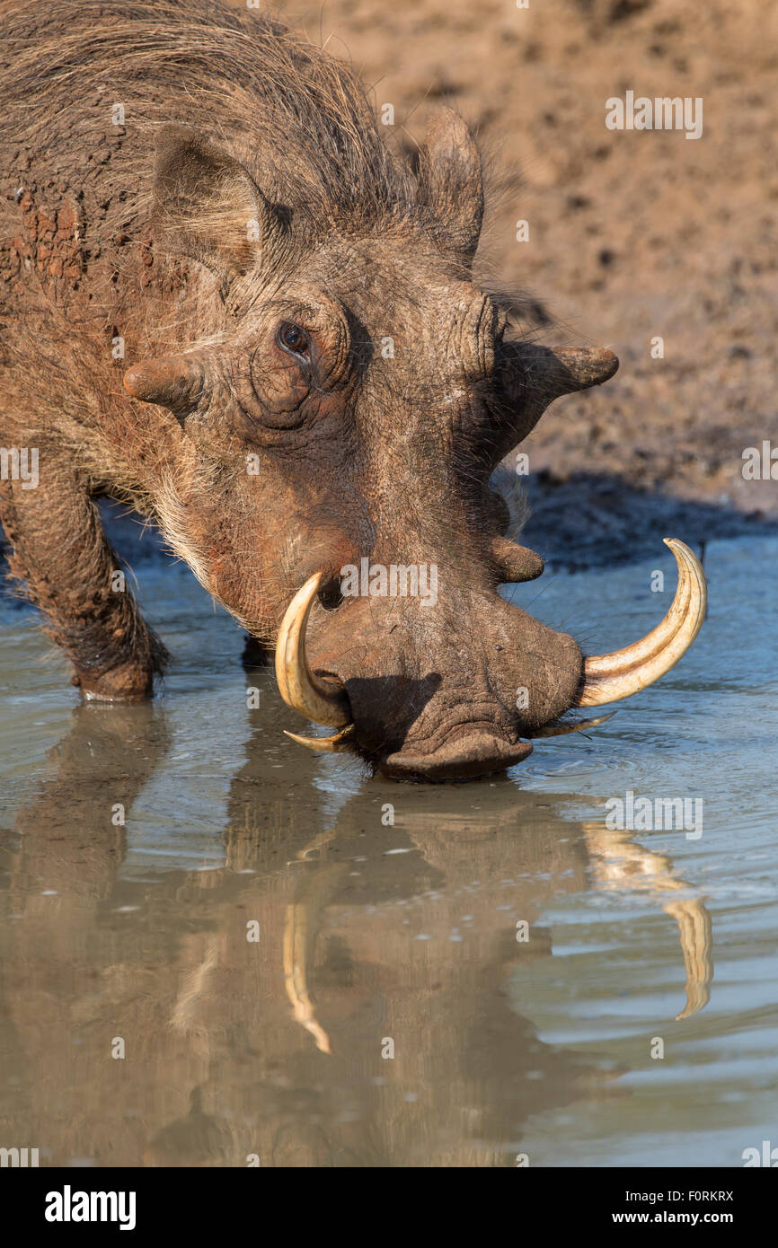 Warthog (Phacochoerus aethiopicus) drinking, Mkhuze game reserve, KwaZulu-Natal, South Africa, June 2015 Stock Photo