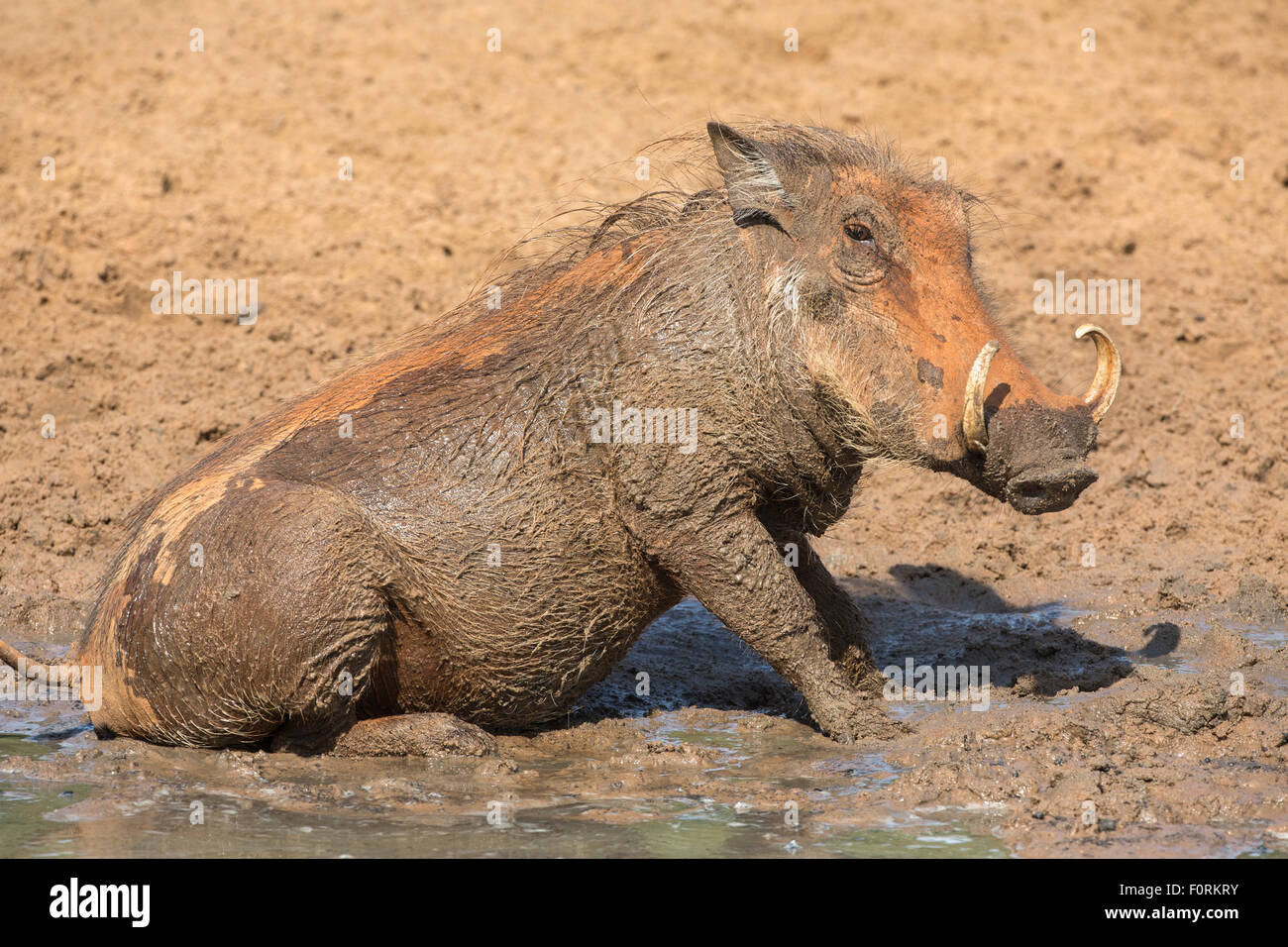 Warthog (Phacochoerus aethiopicus) mudbathing, Mkhuze game reserve, KwaZulu-Natal, South Africa Stock Photo