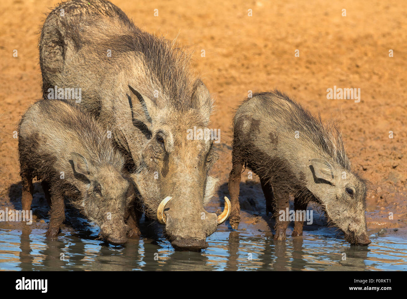 Warthog family group (Phacochoerus aethiopicus) drinking, Mkhuze game reserve, KwaZuiu-Natal, South Africa Stock Photo