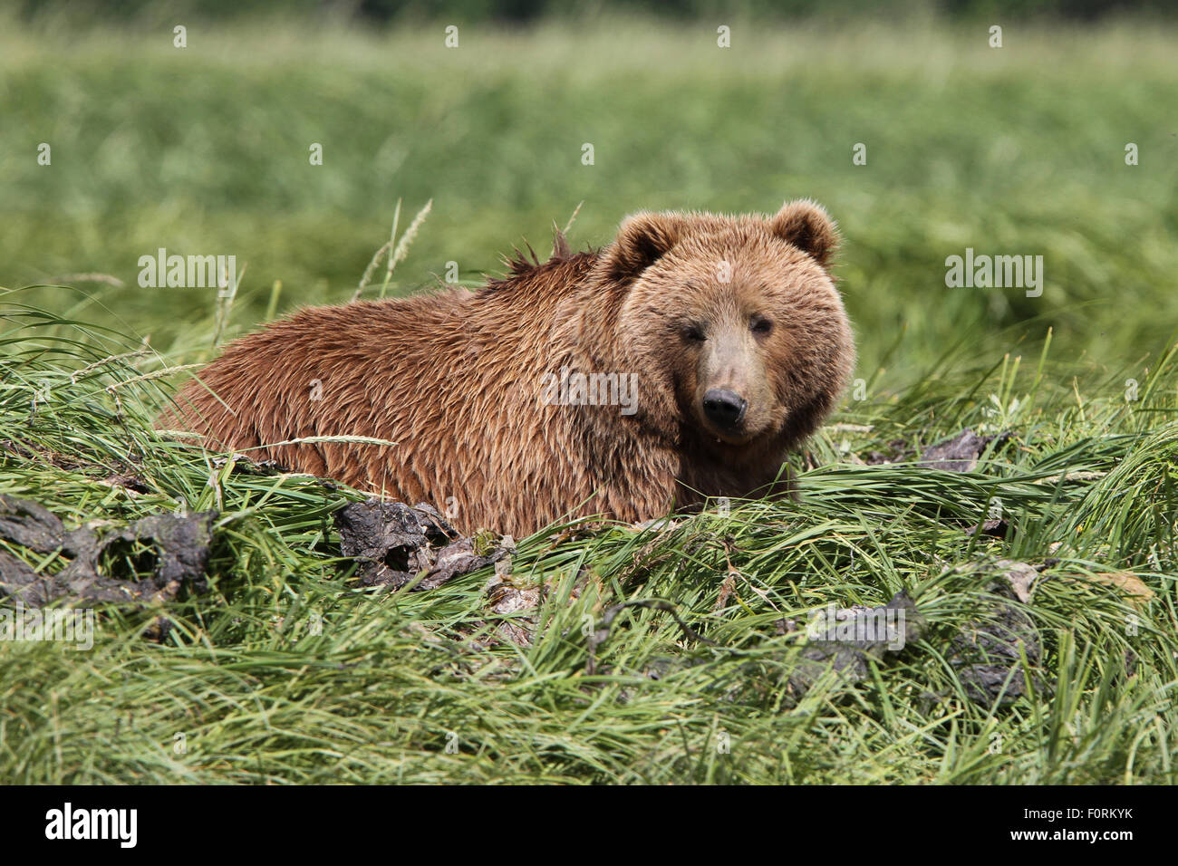 Kodiak Brown Bear on its day bed at Uyak Bay, Kodiak Island, Alaska Stock Photo