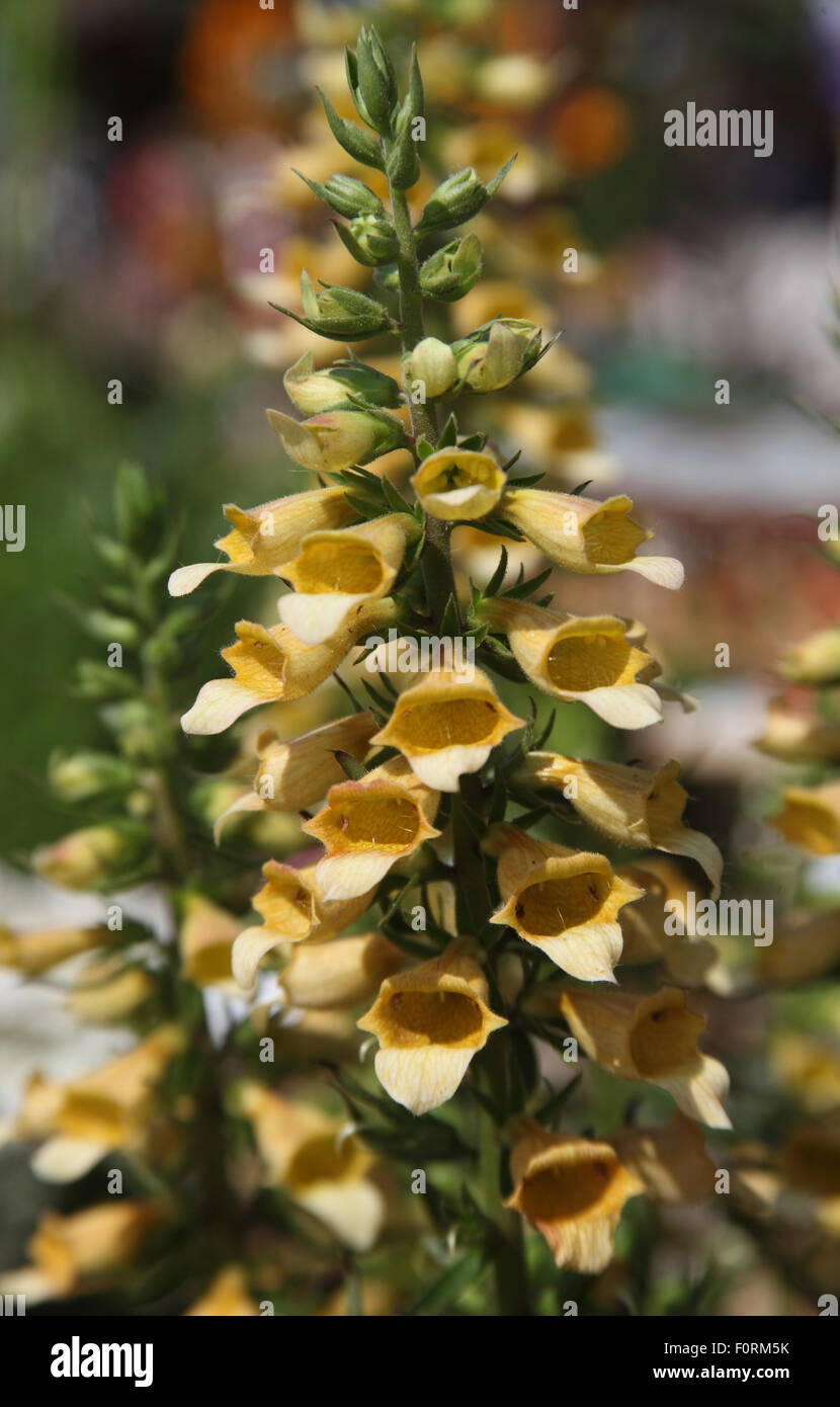 Digitalis 'Spice Island' close up of flower Stock Photo