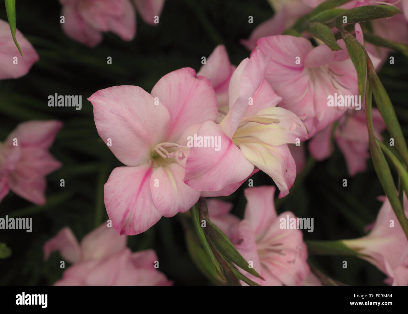 Gladiolus 'Charming Lady' close up of flowers Stock Photo
