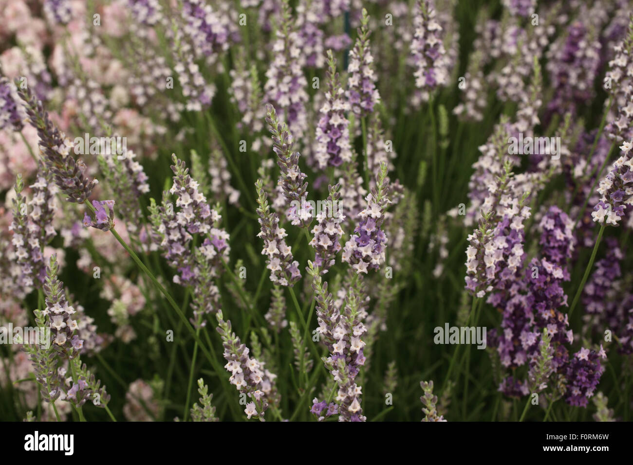 Lavandula x intermedia 'Sussex' close up of flowers Stock Photo
