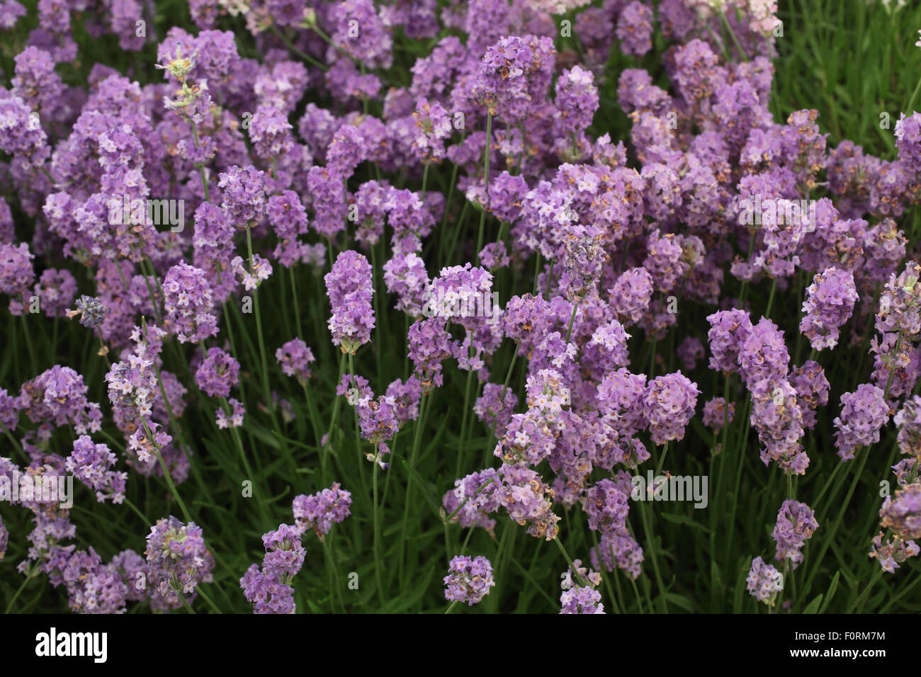 Lavandula angustifolia ssp angustifolia 'Ashdown Forest' close up of flowers Stock Photo