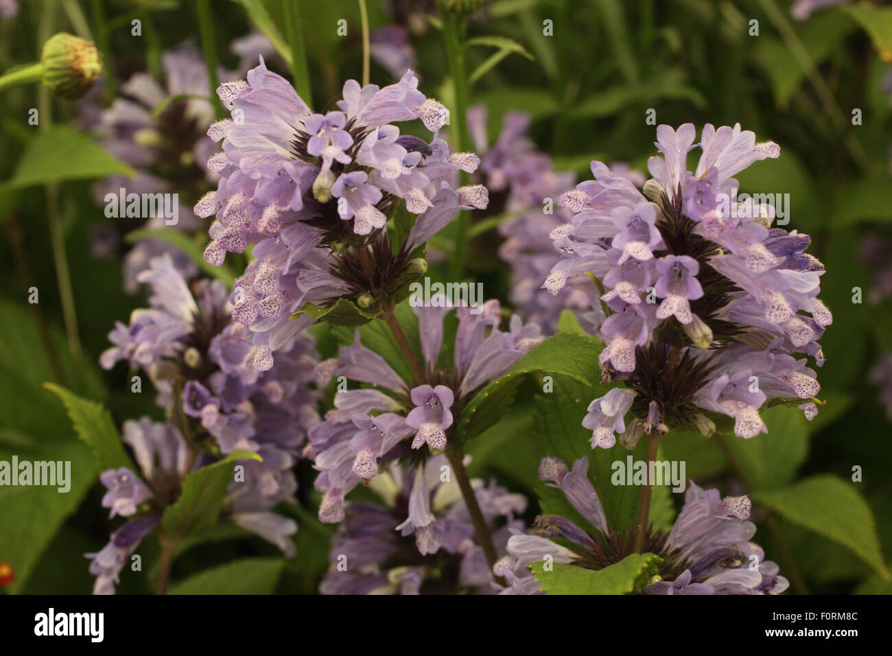 Nepeta subsessilis close up of flower Stock Photo