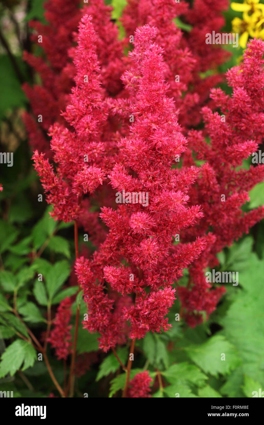 Astilbe 'Fanal' close up of flower Stock Photo