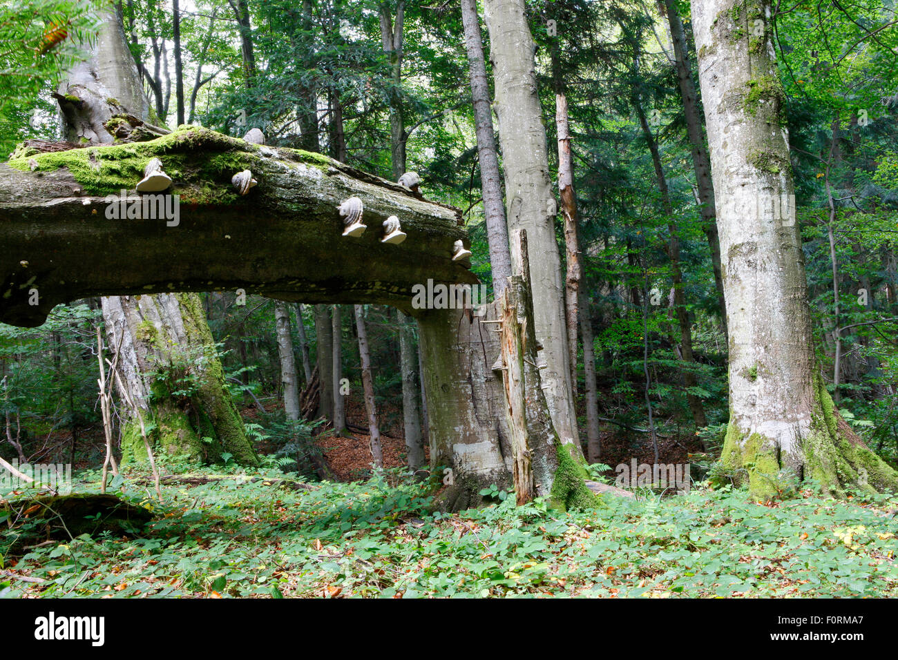 Carpathian Beech Forest with bracket fungi on fallen Beech tree trunk Bieszczady, Carpathian Mountains, Poland, September. Stock Photo