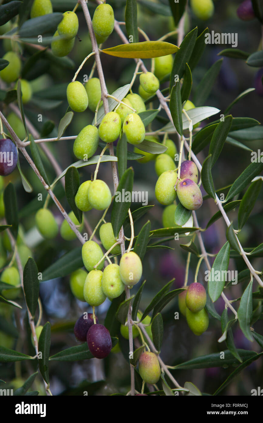 Olives fruit tree hires stock photography and images Alamy