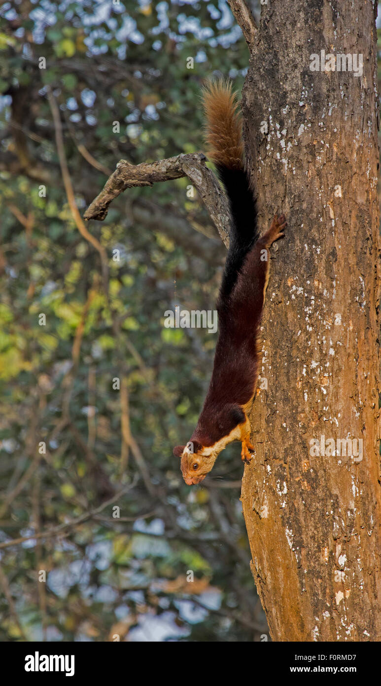 The Indian giant squirrel, or Malabar giant squirrel, (Ratufa indica) Stock Photo