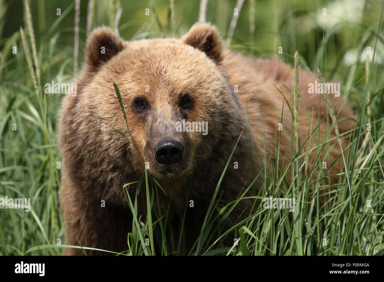 Kodiak Brown Bear appearing through the foliage at Uyak Bay, Kodiak Island, Alaska Stock Photo