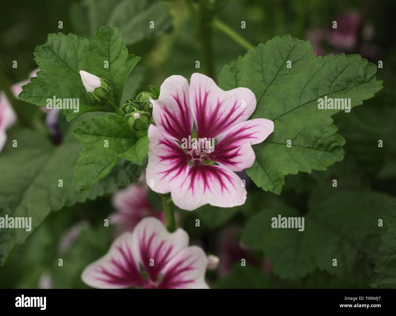 Marsh Mallow 'Zebrina' close up of flower Stock Photo