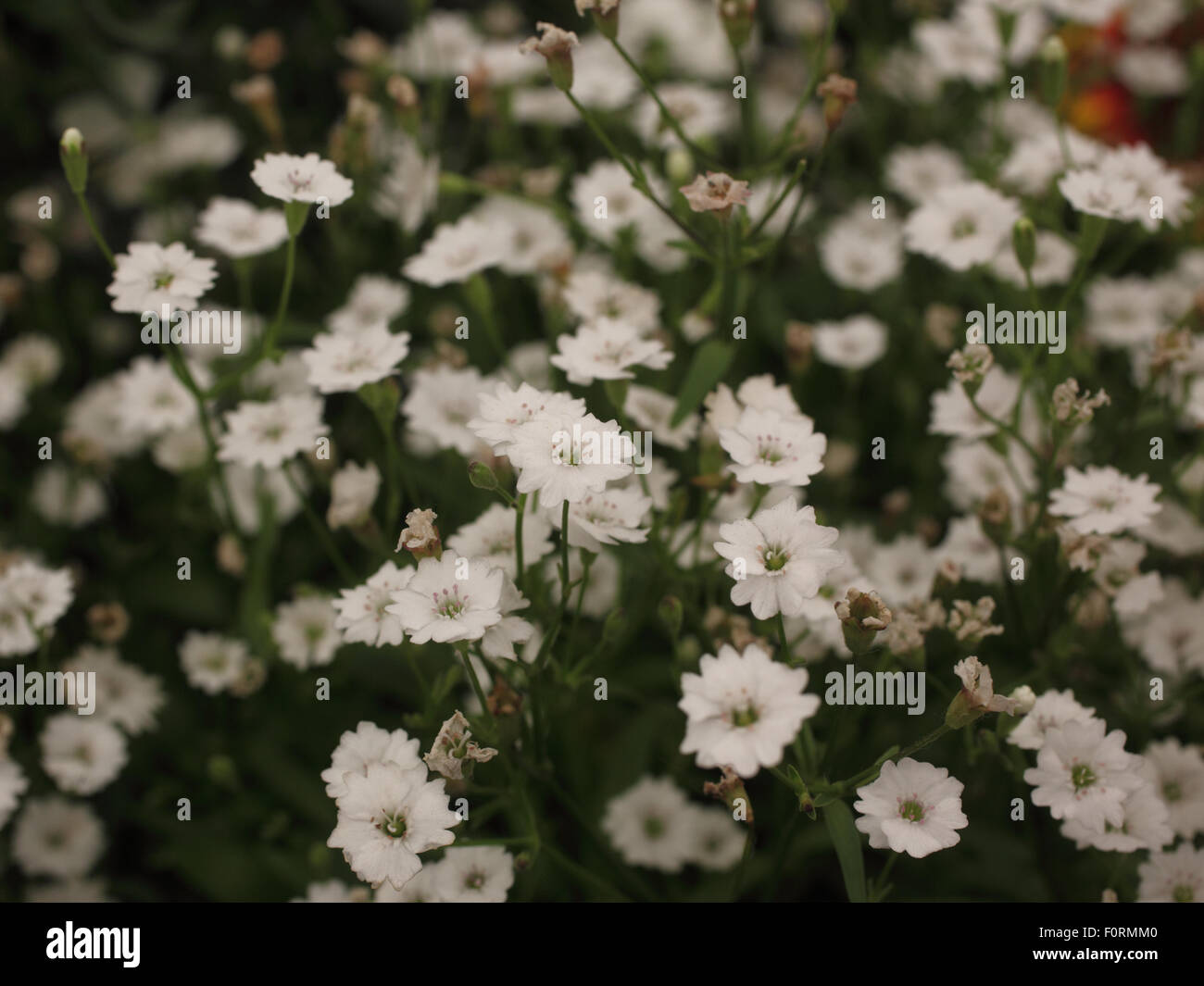Silene 'Starry Dreams' close up of flowers Stock Photo - Alamy