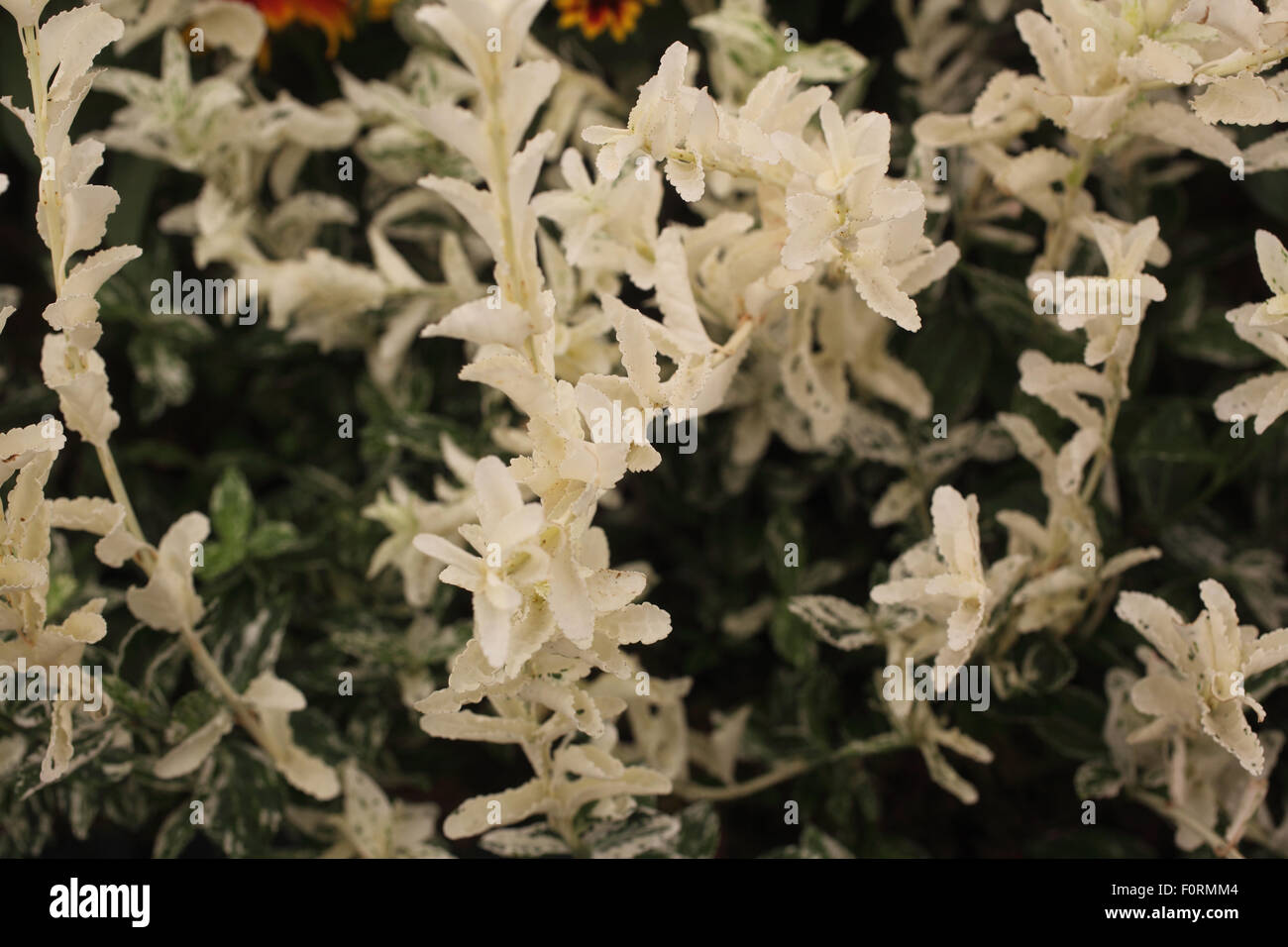 Euonymus 'Harlequin' close up of flowers Stock Photo
