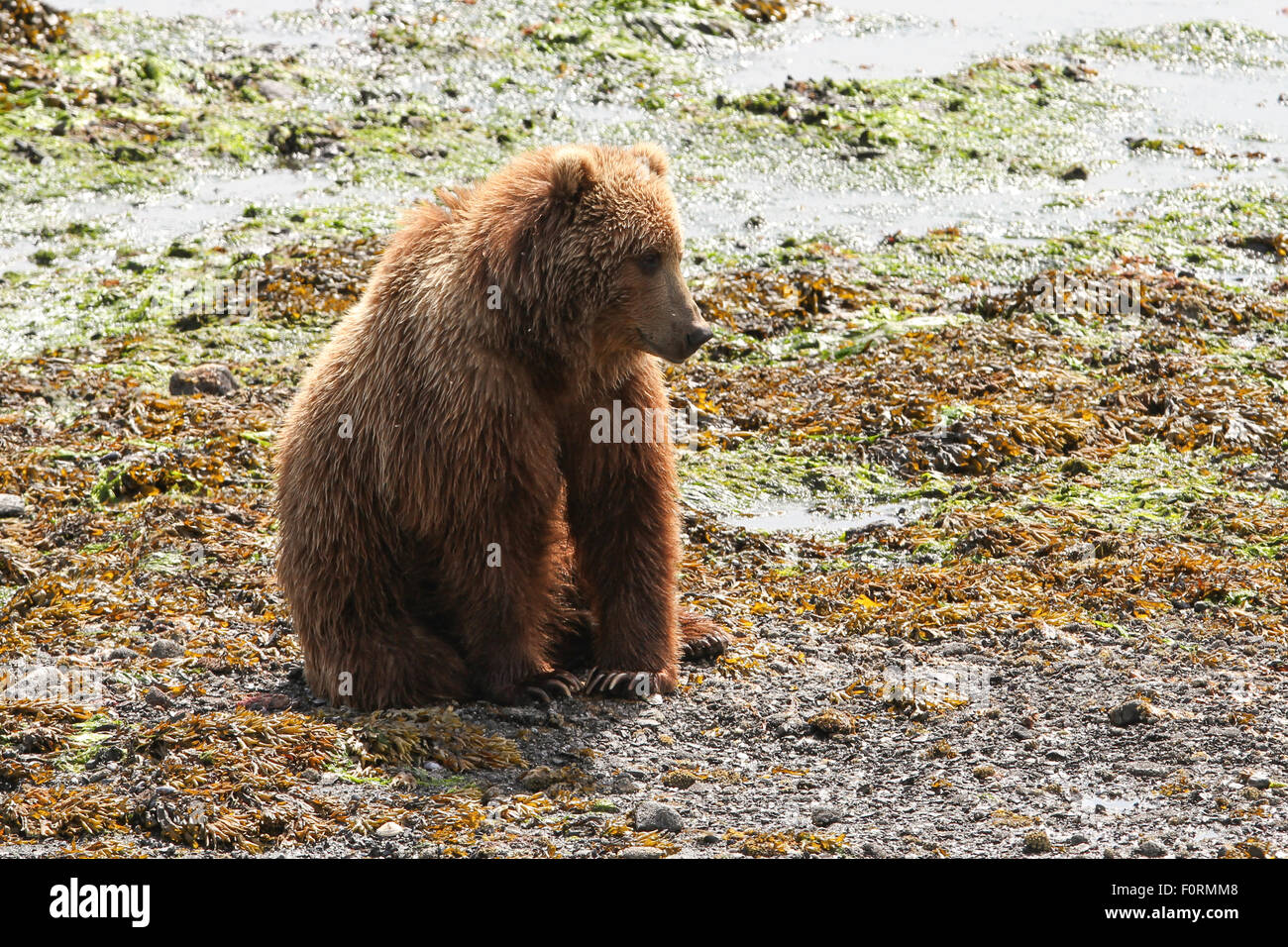 Kodiak Brown Bear sitting on the beach at Uyak Bay, Kodiak Island, Alaska Stock Photo