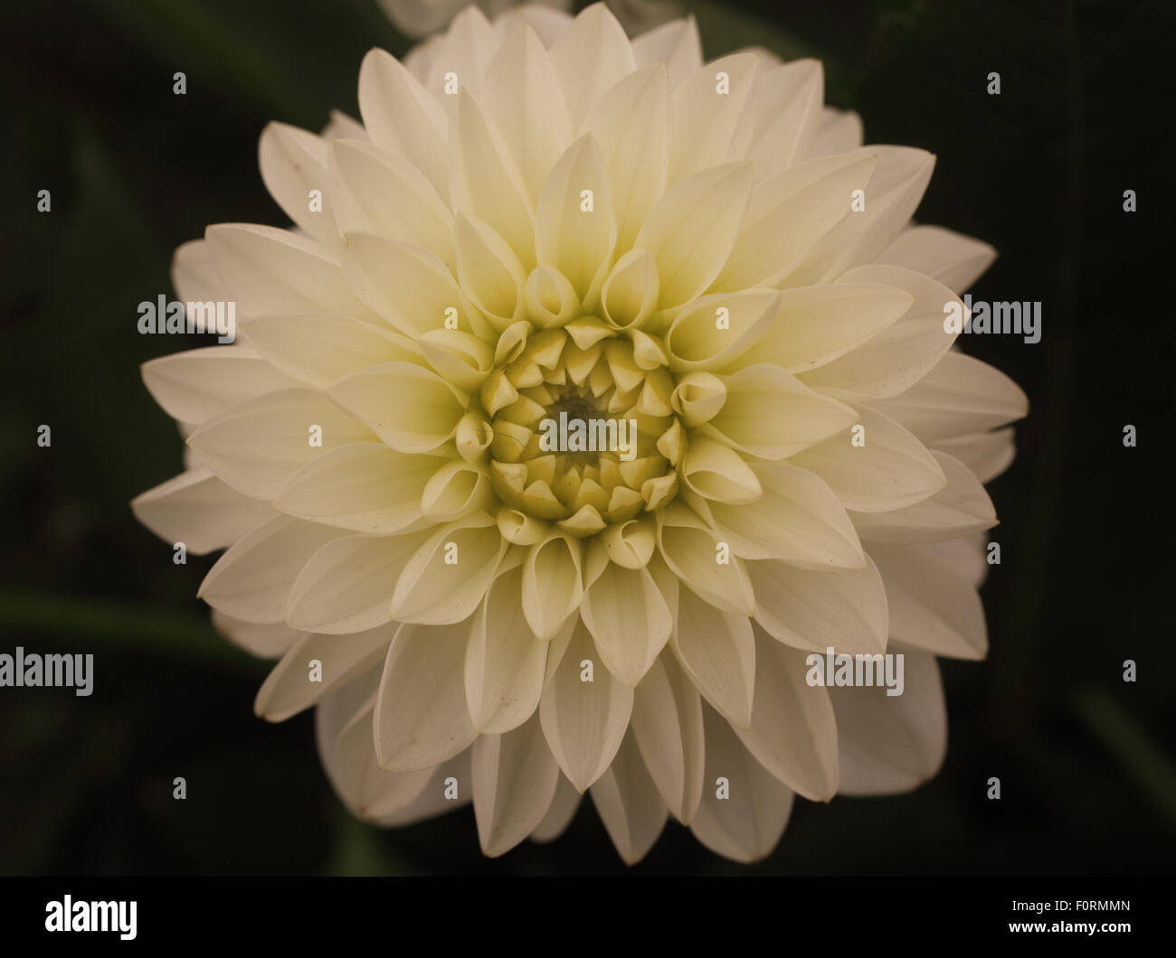 Dahlia 'White Swan' close up of flower Stock Photo
