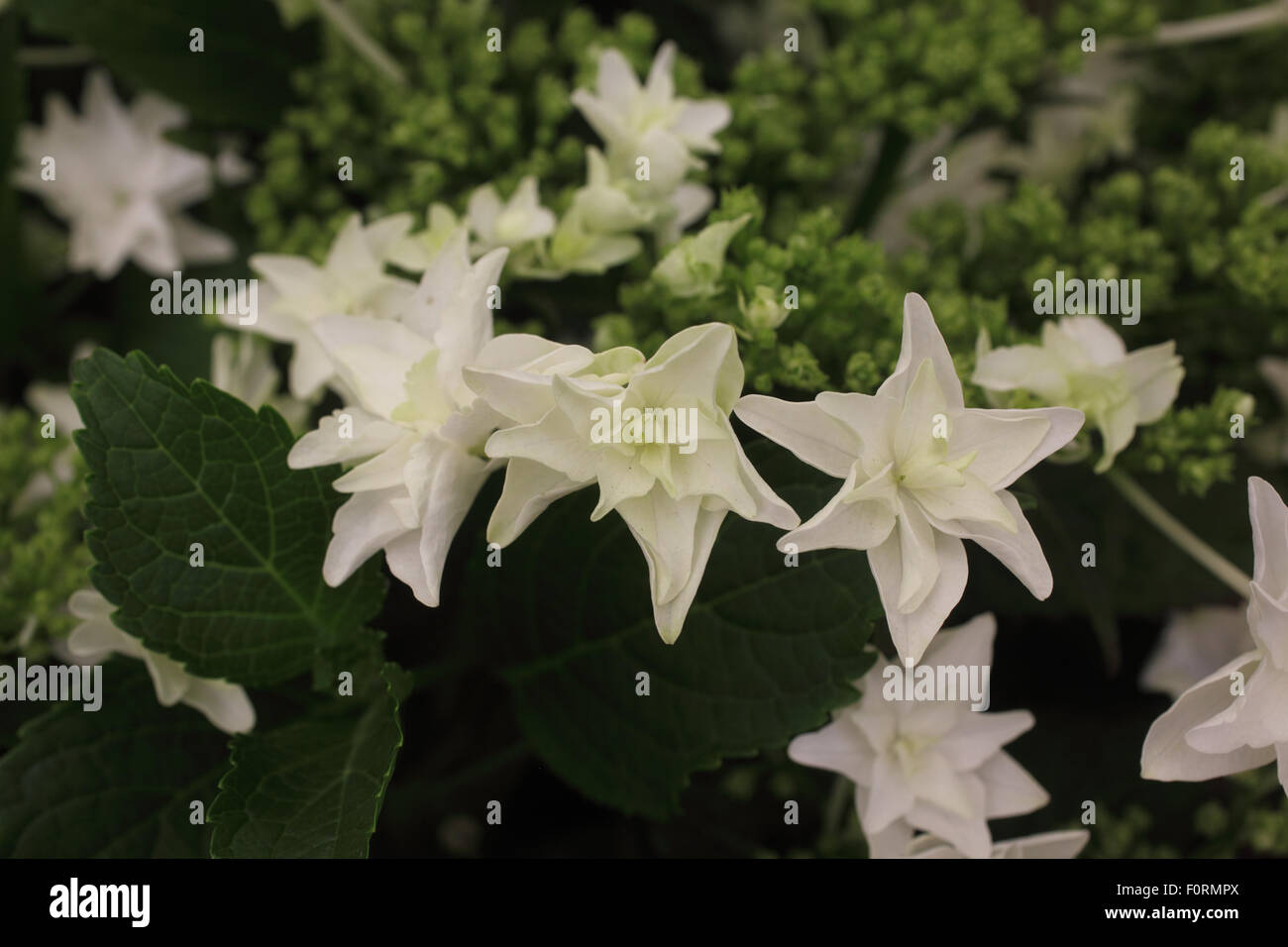 Hydrangea 'Shooting Star' close up of flower Stock Photo Alamy