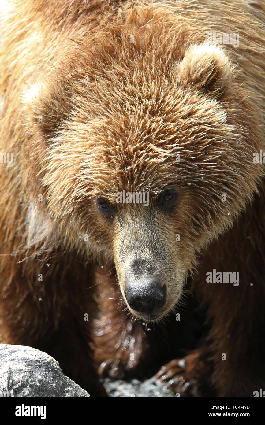 Kodiak Brown Bear appearing hunting on the beach at Uyak Bay, Kodiak