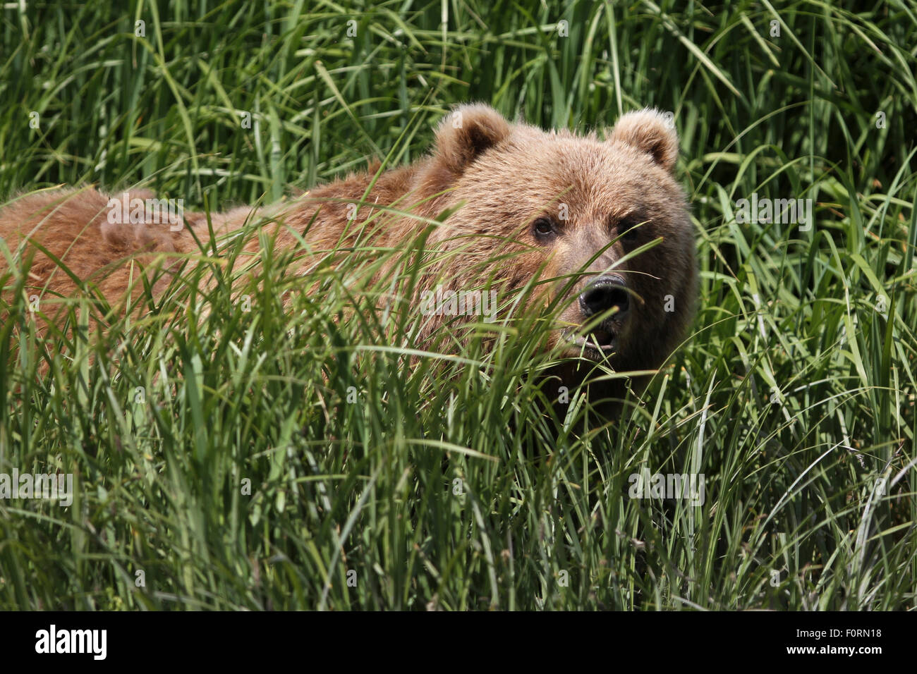 Kodiak Brown Bear appearing through the foliage at Uyak Bay, Kodiak Island, Alaska Stock Photo