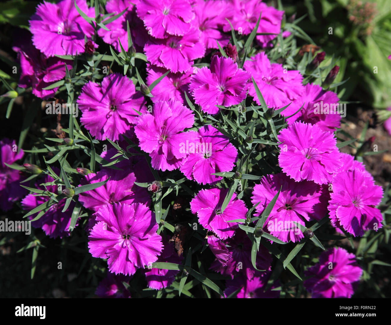 Dianthus chnensis 'Carpet series' close up of flowers Stock Photo