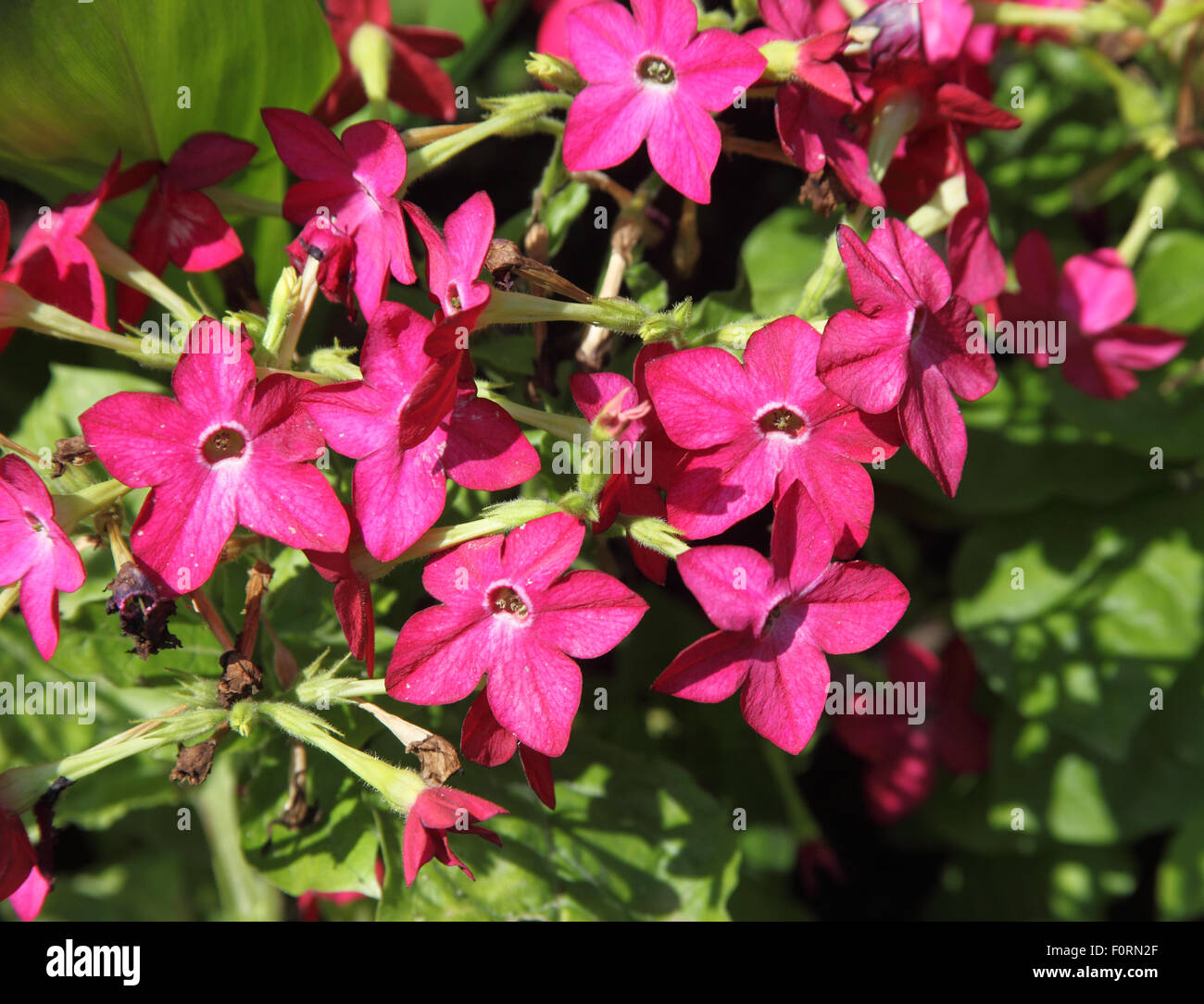 Nicotiana x sanderae 'Starship series' close up of plant in flower Stock Photo