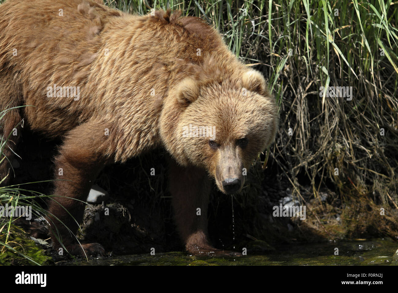 Kodiak Brown Bear foraging for food in Uyak Bay, Kodiak Island, Alaska Stock Photo