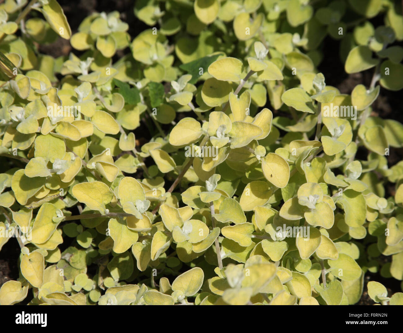 Helichrysum petiolare 'Limelight' close up of plant Stock Photo