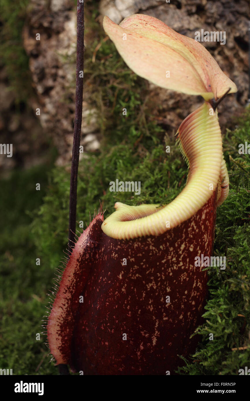 Nepenthes rafflesiana x sibuyanensis close up of pitcher Stock Photo