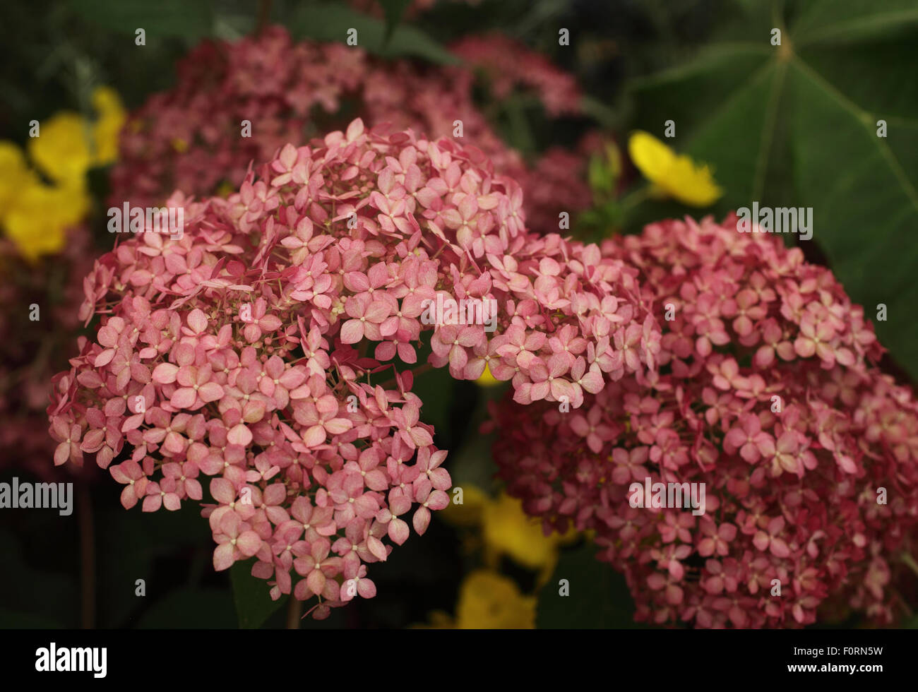 Hydrangea arborescens 'Invincible' close up of flower Stock Photo