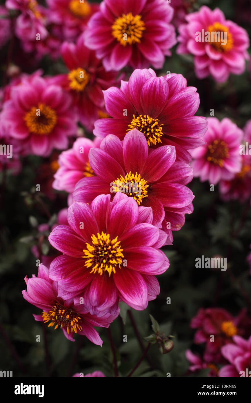 Dahlia 'Dreamy Night' close up of flowers Stock Photo