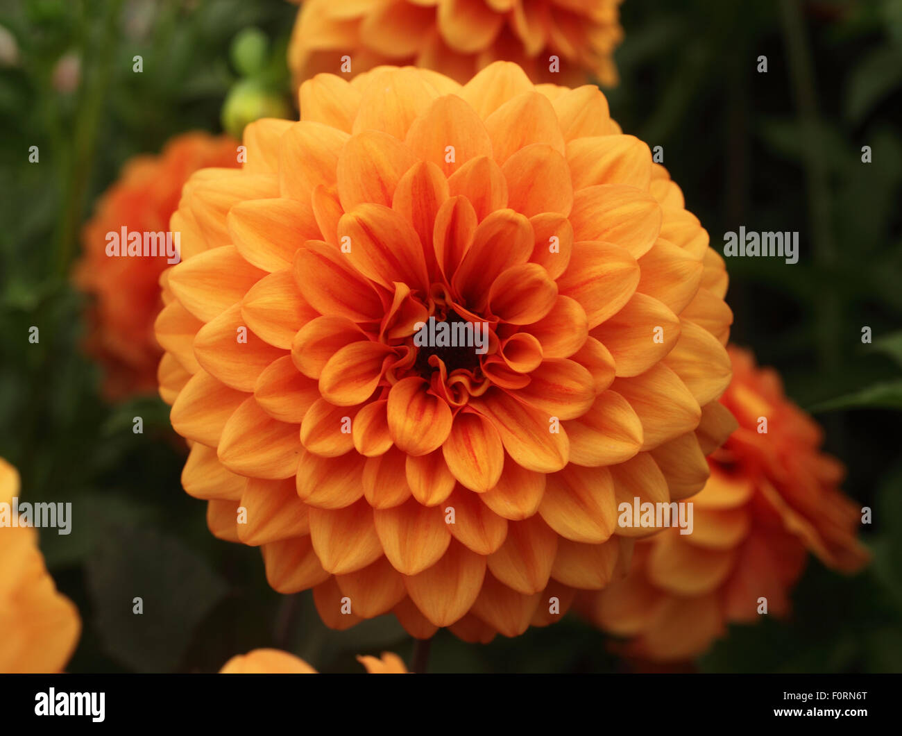 Dahlia 'David Howard' close up of flower Stock Photo - Alamy