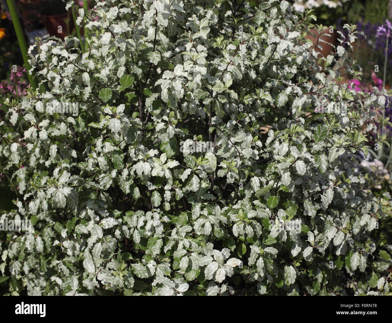 Pittosporum tenuifolium 'Irene Patterson' close up of plant Stock Photo