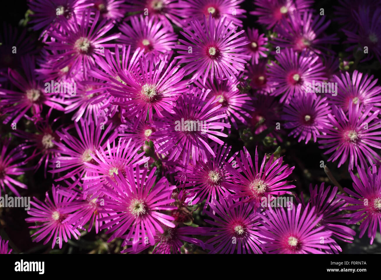 Delosperma cooperi close up of flowers Stock Photo