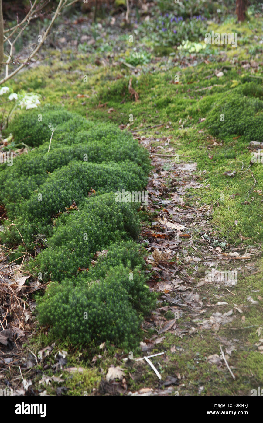 Moss can make an attractive path edging in woodland garden Stock Photo