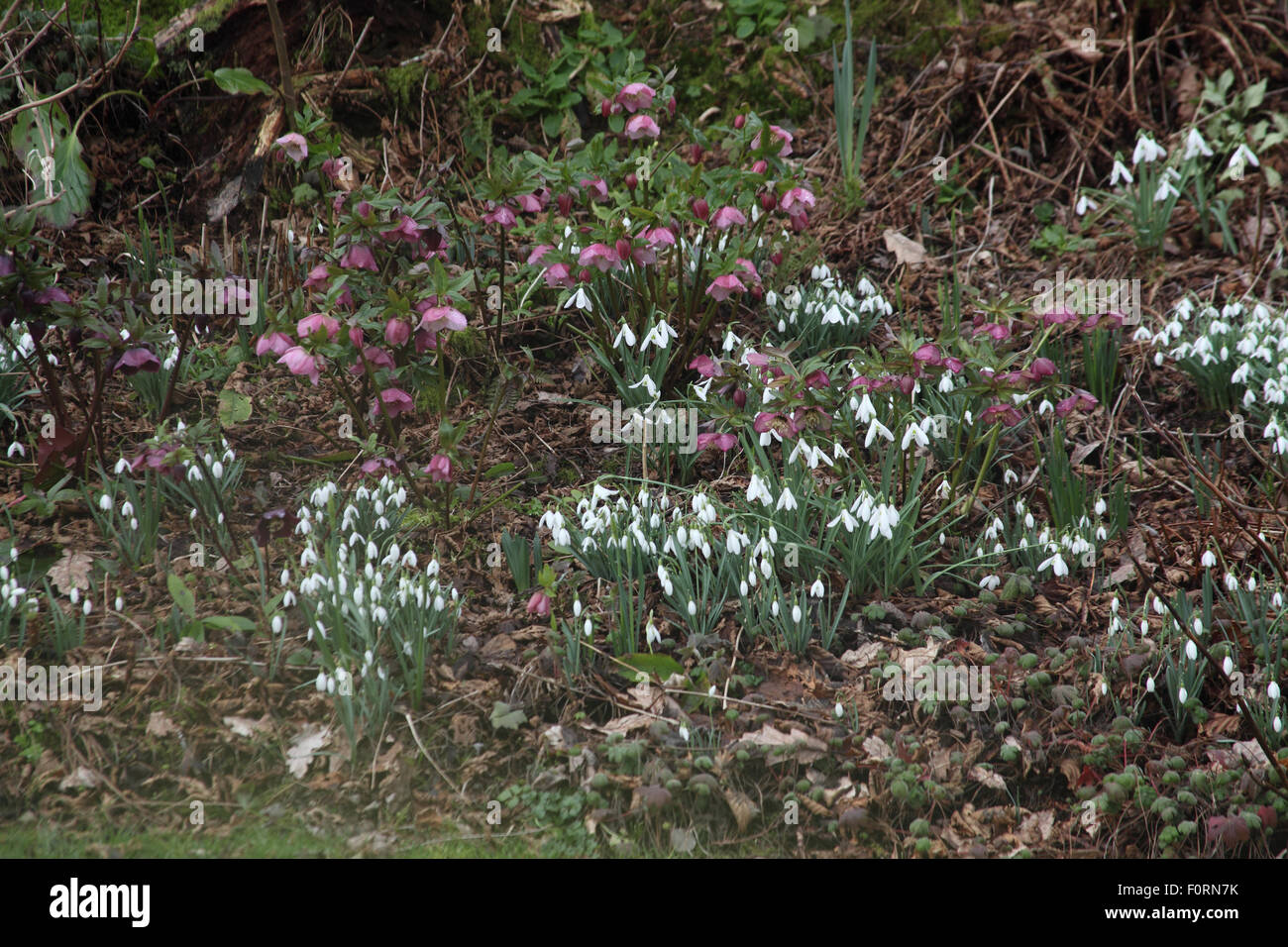 Snowdrops and Hellebores provide early colour in woodland garden Stock Photo