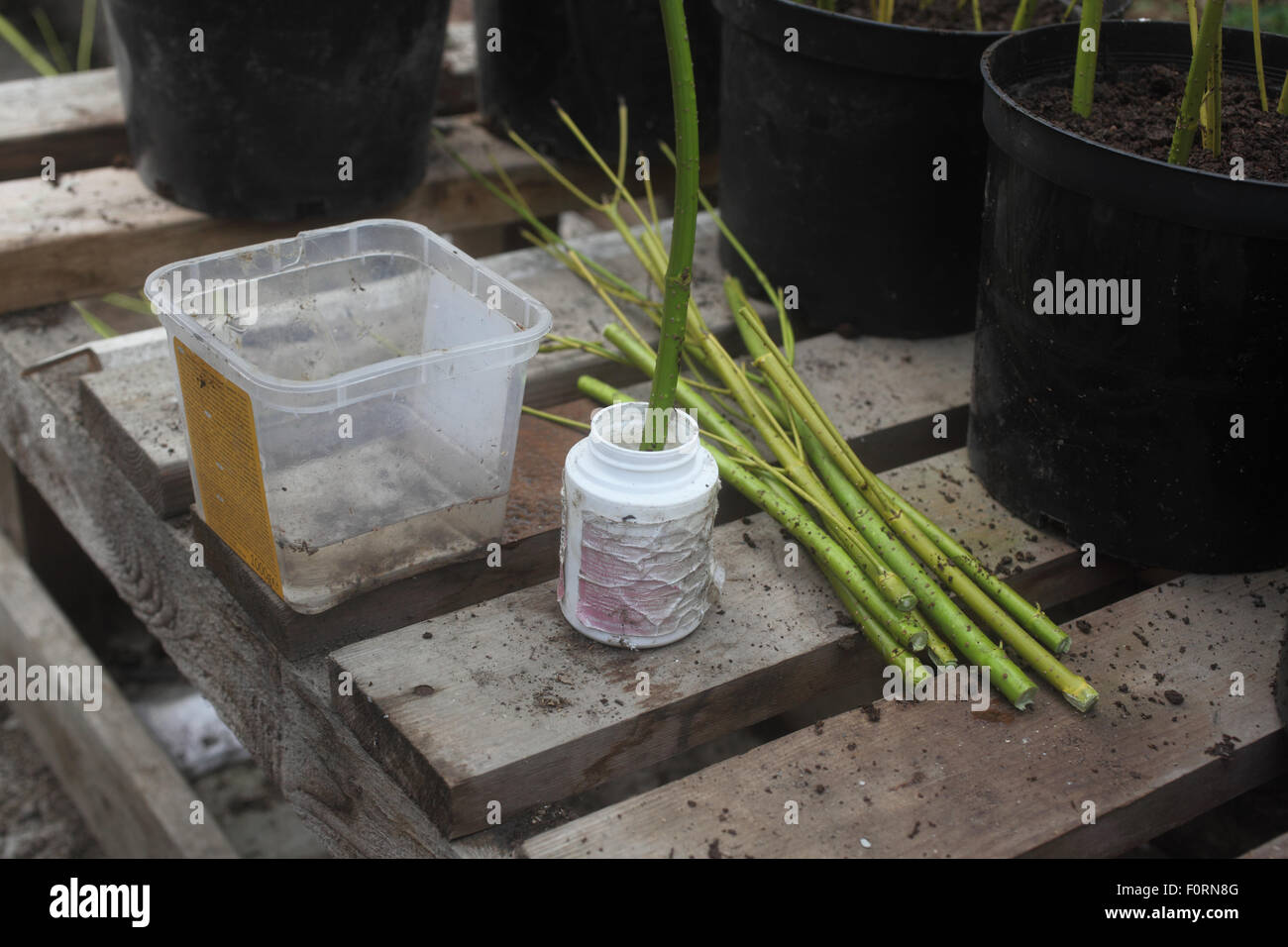 Hardwood cuttings cornus step 4 dip the basal end of the cutting into ...