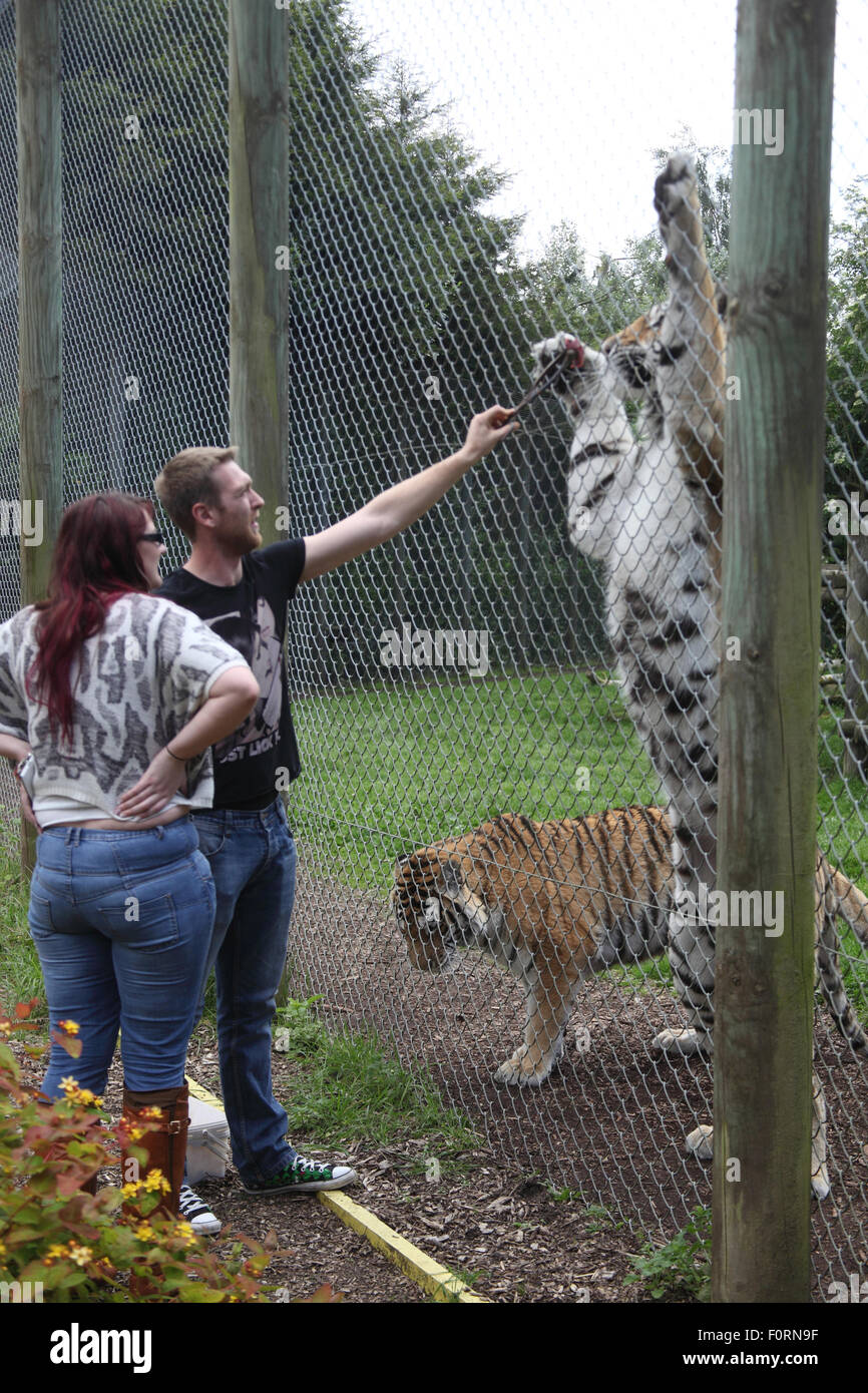 Feeding the tigers at Banham Zoo Stock Photo