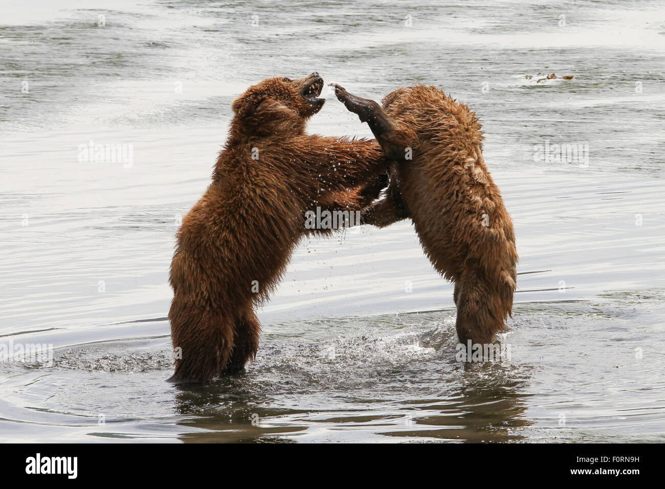Kodiak Brown Bears at the head of Uyak Bay, Kodiak Island, Alaska Stock Photo