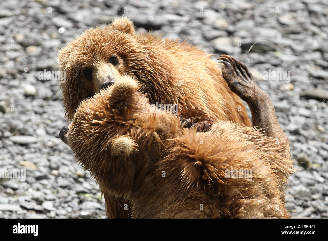 baby grizzly bear fighting