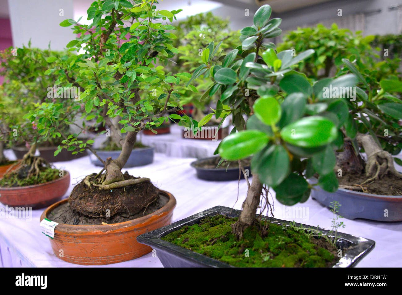 Dhaka, Bangladesh. 20th August, 2015. The Rediant Bonsai Society organized the display of the